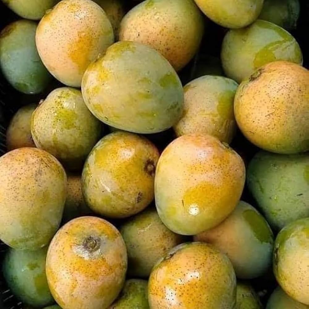রাজশাহীর বিখ্যাত হিমসাগর আম ৫ কেজি - Image 3