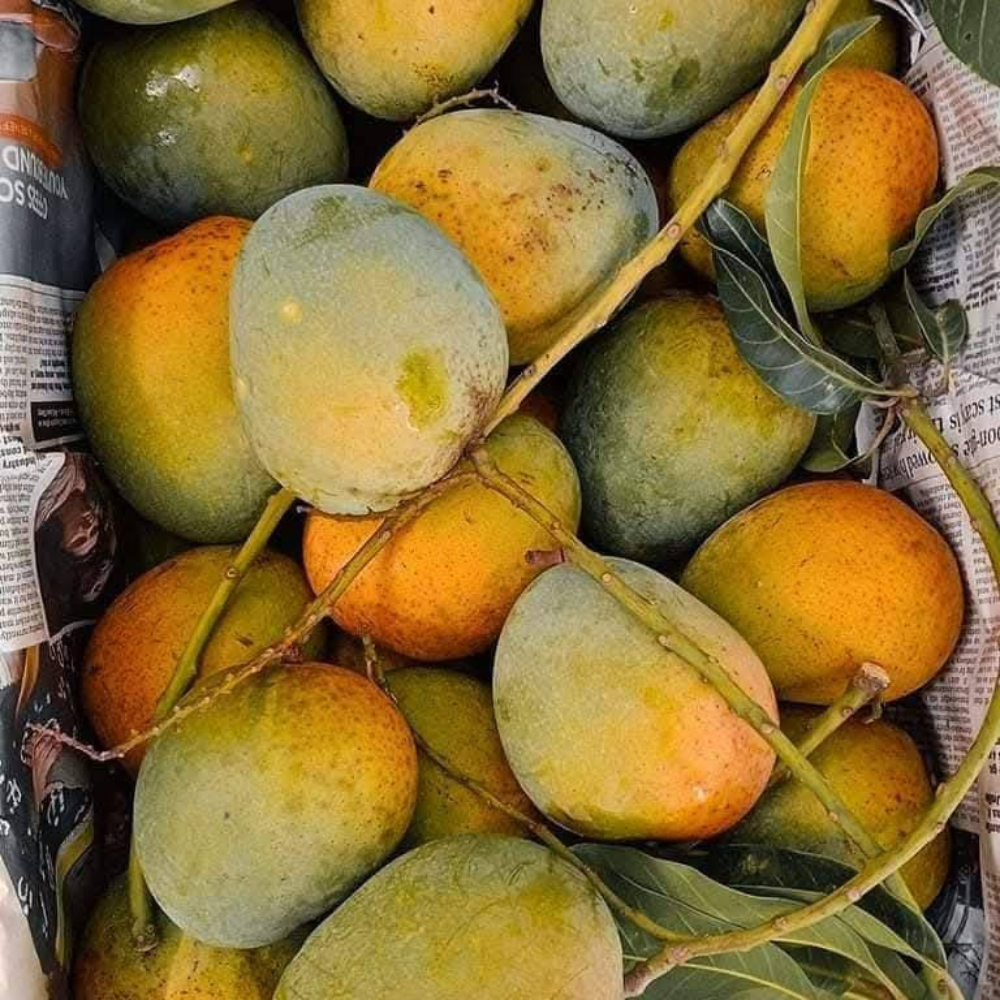 রাজশাহীর বিখ্যাত হিমসাগর আম ৫ কেজি - Image 5