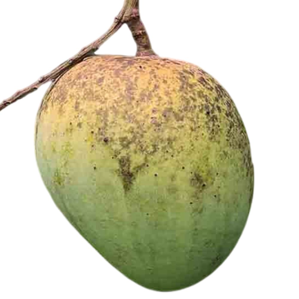 রাজশাহীর বিখ্যাত হিমসাগর আম ১০ কেজি - Image 2