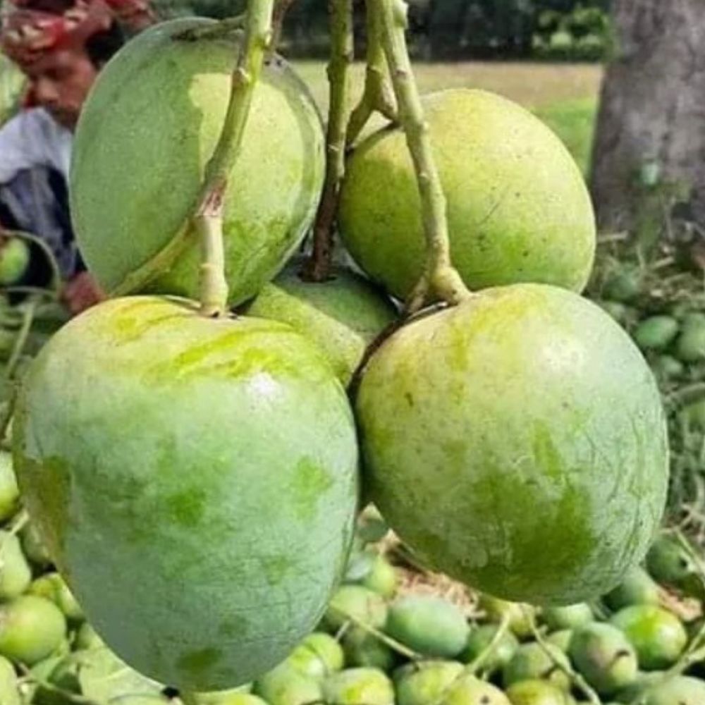রাজশাহীর বিখ্যাত সুস্বাদু গোপালভোগ আম – ২০ কেজি - Image 3