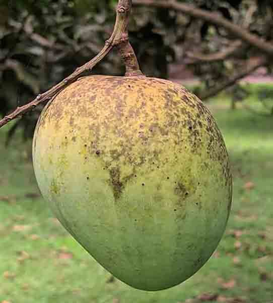 রাজশাহীর বিখ্যাত হিমসাগর আম ৫ কেজি - Image 2